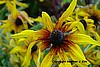 Black_Eyed Susan for Lunch (H) - MonoLeaf - 8.5: H x 11" W photo printed on metal with gold leaf